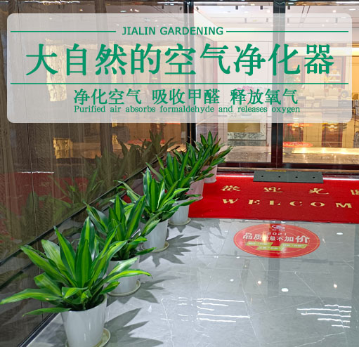 辦公室綠植租擺